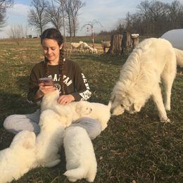 Border Collie and Maremma Sheepdog Puppies from 2J 2K Border Collies & Maremma Sheepdogs