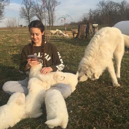Border Collie and Maremma Sheepdog Puppies from 2J 2K Border Collies & Maremma Sheepdogs