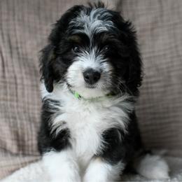 Ford - Black and white male Bernedoodle puppy in Ogden, Utah from Stanger Farms