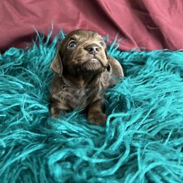 Dachshund Puppies from Dachshund Family Love Breeders