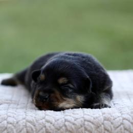 Jack - Black tri male Miniature Australian Shepherd puppy in Prague, Oklahoma from Clay Creek Aussies