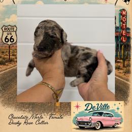 Da Ville - Merle female Goldendoodle puppy in Garland, Texas from Twilight Doodles