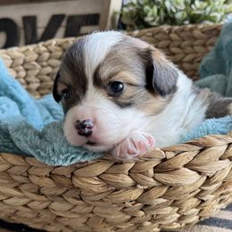 Casper-Light blue collar - Sable male Pembroke Welsh Corgi puppy in Benjamin, Utah from Nuna’s  Corgis