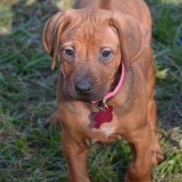 Cane Corso and Rhodesian Ridgeback Puppies from Diamondcrest Farms Inc