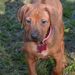 Cane Corso and Rhodesian Ridgeback Puppies from Diamondcrest Farms Inc