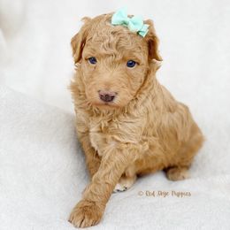 Cavalier King Charles Spaniel, Cavapoo, and Poodle Puppies from Red Skye Cavaliers and Cavapoos