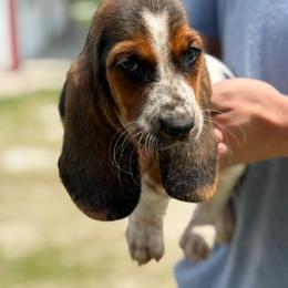 Susie - Black brown and white female Basset Hound puppy in Oronogo, Missouri from Dutton's Show Me Farms