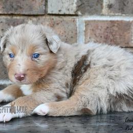 Louise - Red merle female Australian Shepherd puppy in Wichita Falls, Texas from Spotted Mule Aussies