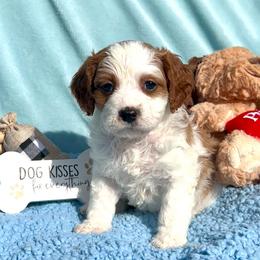 Ethan - Blenheim male Cavapoo puppy in Fort Worth, Texas from Creekwood Miniature Cavapoos