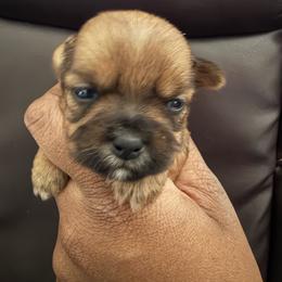 Boy 3 - Chocolate and tan male Shih Tzu puppy in Florida from Shih tzus and Shorkies Galore