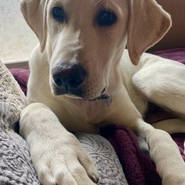 Labrador Retriever All Grown Up from Solano Retrievers