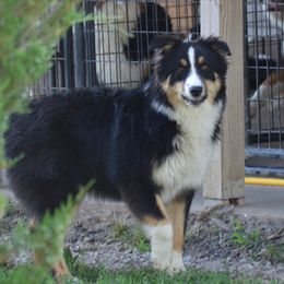 Riley - Australian Shepherd