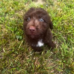 Franklin D. Roosevelt - Red male Aussiedoodle puppy in Asheboro, North Carolina from Stellar Aussies