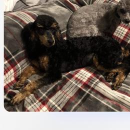 Maggie - Poodle