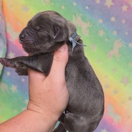 Blue tan or brindle point - Blue male Great Dane puppy in Port Clinton, Ohio from LakeSide Danes