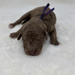 Girl 1 - female Goldendoodle puppy in Casselberry, Florida from My Little Doodle