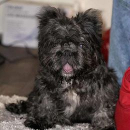 Timmy - Blue fawn male French Bulldog puppy in Garland, Texas from Brewer's Doodles and French Bulldogs