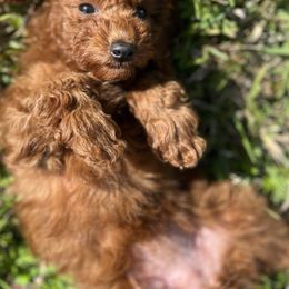 Poodle Puppies from Perfect Paw Kennel