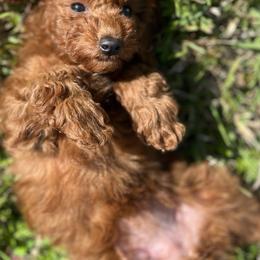 Poodle Puppies from Perfect Paw Kennel