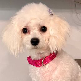 Girl 1 - White and buff female Bichon Frise puppy in Lavon, Texas from Sissy’s Heavenly Paws