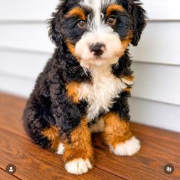 Bernedoodle and Goldendoodle Puppies from Teddy Puppies