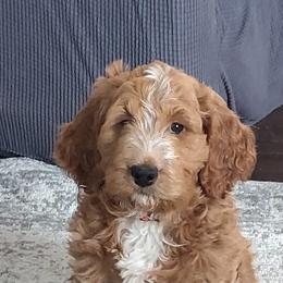 Goldendoodle Puppies from Bailey's Bunch