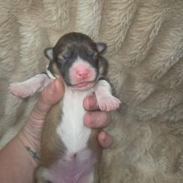Hermione - Sable female Pembroke Welsh Corgi puppy in Orrtanna, Pennsylvania from Mountain Top Shepherd's