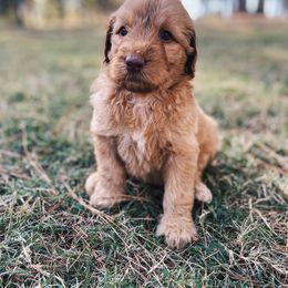 Green collar - Goldendoodle puppy in Eustace, Texas from Oh Doodles