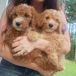Goldendoodle Puppies from KK's Doodle Bunch