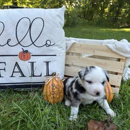 Miniature American Shepherd Puppies from Bond’s MAS
