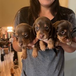 Dachshund Puppies from M & M Breeding