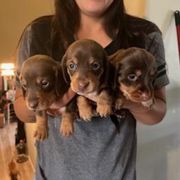Dachshund Puppies from M & M Breeding