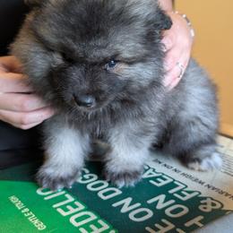 Yellow boy - Black and silver male Keeshond puppy in Fayetteville, Tennessee from Erbekees-Keeshonden