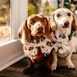 Dachshunds from Mendez’s Dachshunds