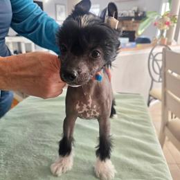 Detour - White and black male Chinese Crested puppy in Bel Air North, Maryland from ConeraIsles Kennel