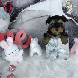 Teacup Amiah - Black and tan female Yorkshire Terrier puppy in Lithonia, Georgia from Toy Yorkies Atlanta