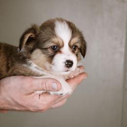 Hannah - Sable female Pembroke Welsh Corgi puppy in South Otselic, New York from Ridge Top Corgis