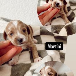 Martini - Apricot female Cavapoo puppy in Mesa, Arizona from Pedersendoodles