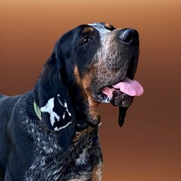 Copper - Bluetick Coonhound