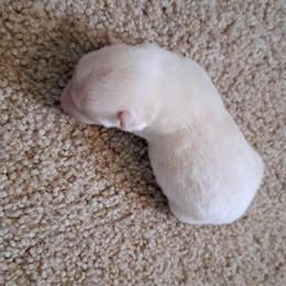 Dark - Cream male Shiba Inu puppy in Osceola, Iowa from Jordan's Shiba Inu