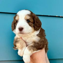 Brown tri - male Australian Mountain Doodle puppy in Blue Springs, Missouri from Jeanie’s Doodles
