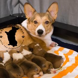 Pembroke Welsh Corgis from Grey Bria Corgis