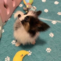 Theo - White black and tan male Papillon puppy in Louisiana from Maddylane Biewer Terriers