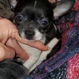 Boy 2 - Black and white male Chihuahua puppy in Oklahoma City, Oklahoma from Teacup Chihuahuas and Friends