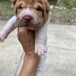 Chinese Shar-Pei Puppies from Amy Mahaffey