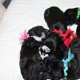 Portuguese Water Dog Puppies from Maritimo Portuguese Water Dogs