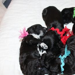 Portuguese Water Dog Puppies from Maritimo Portuguese Water Dogs