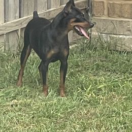 Rowdy - Miniature Pinscher