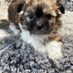 Mi-Ki Puppies from Rare Gem Mi-Ki’s LTD