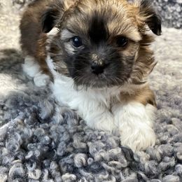Mi-Ki Puppies from Rare Gem Mi-Ki’s LTD